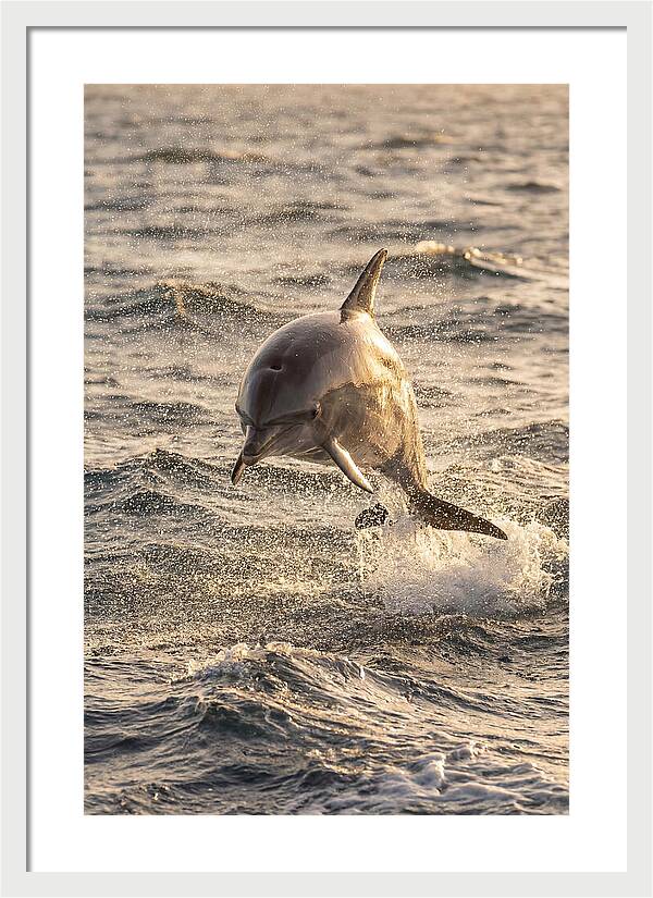 Spinner Dolphin Leaping Through Waves