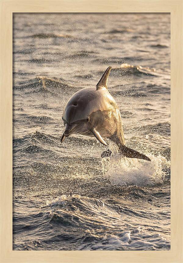 Spinner Dolphin Leaping Through Waves