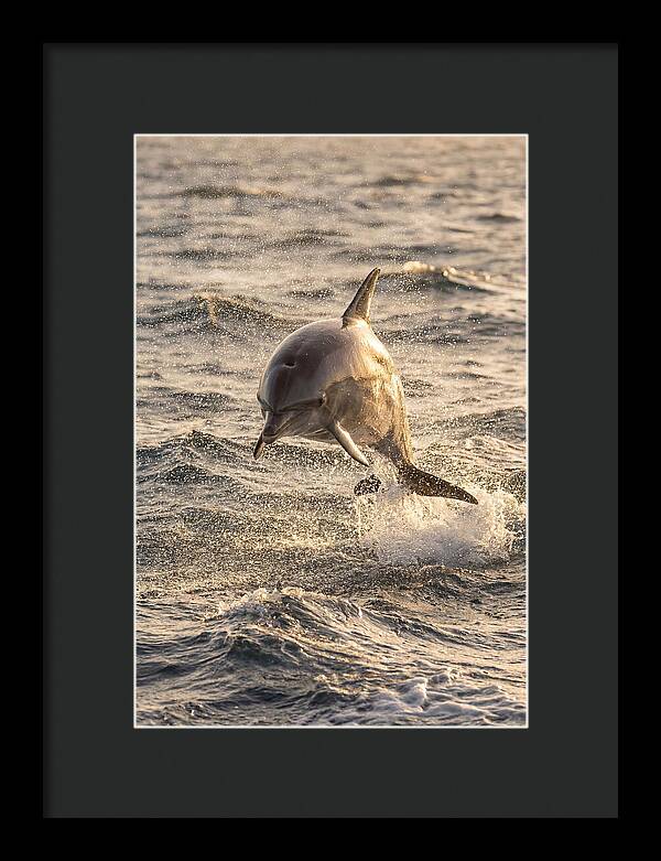 Spinner Dolphin Leaping Through Waves
