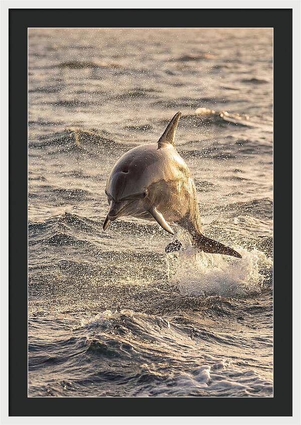 Spinner Dolphin Leaping Through Waves