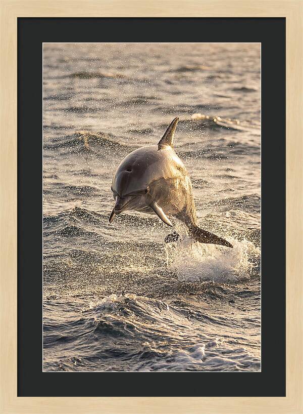 Spinner Dolphin Leaping Through Waves