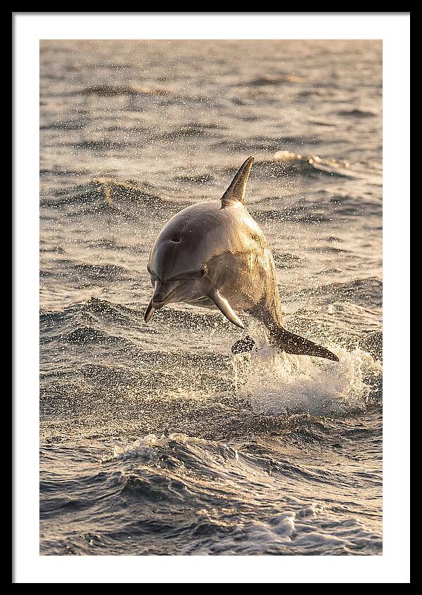 Spinner Dolphin Leaping Through Waves