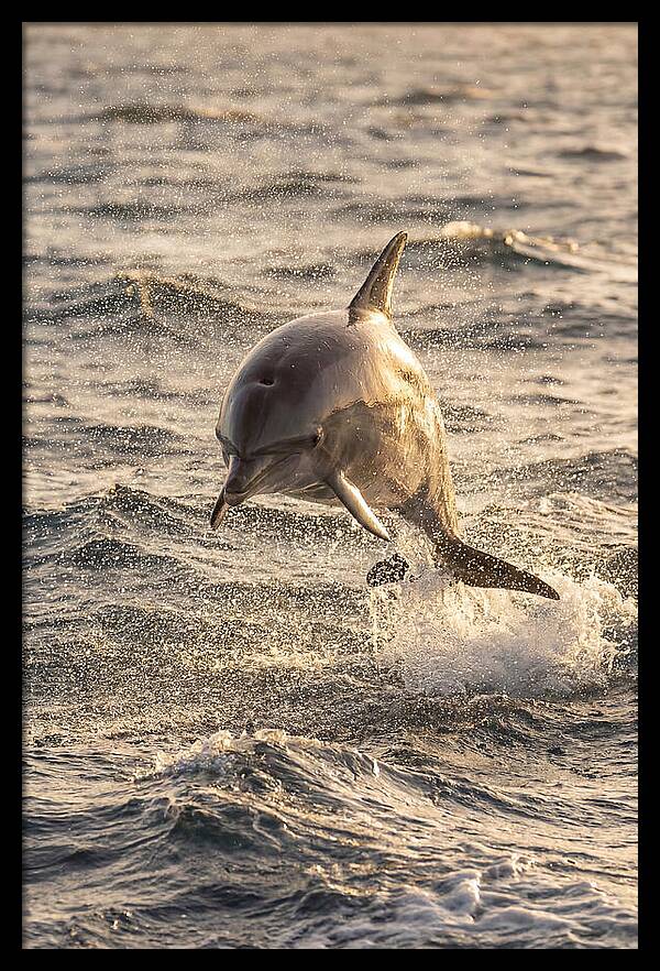 Spinner Dolphin Leaping Through Waves