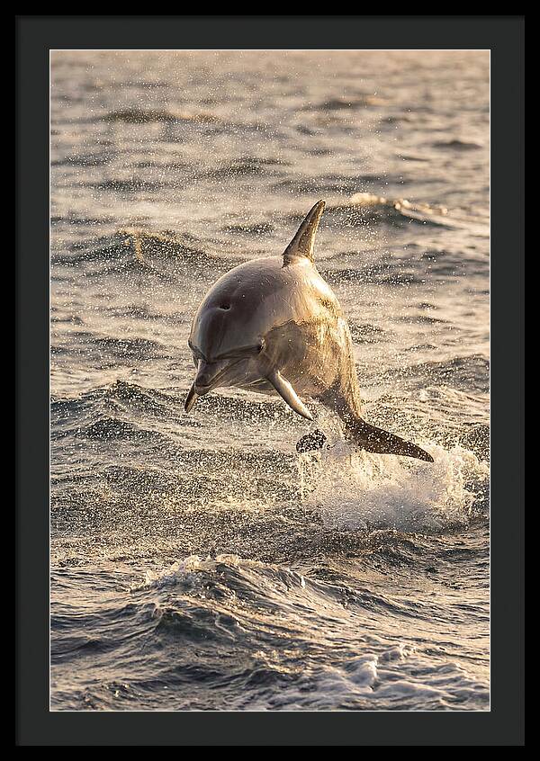 Spinner Dolphin Leaping Through Waves