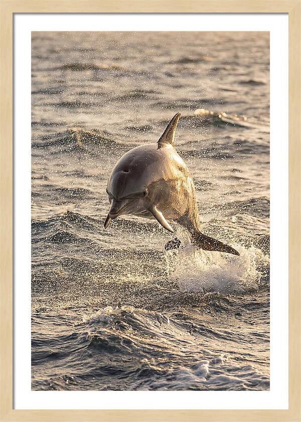 Spinner Dolphin Leaping Through Waves