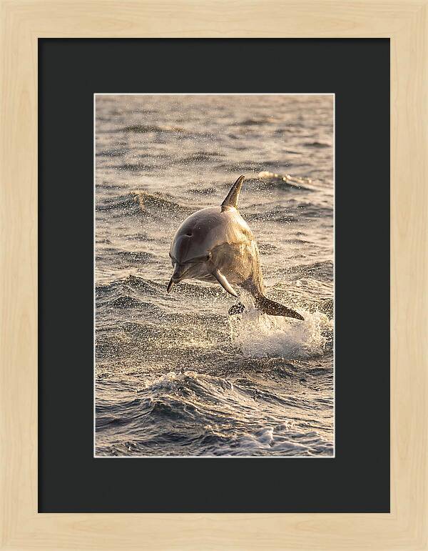 Spinner Dolphin Leaping Through Waves