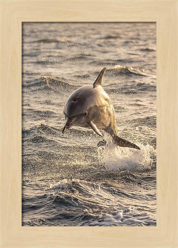 Spinner Dolphin Leaping Through Waves