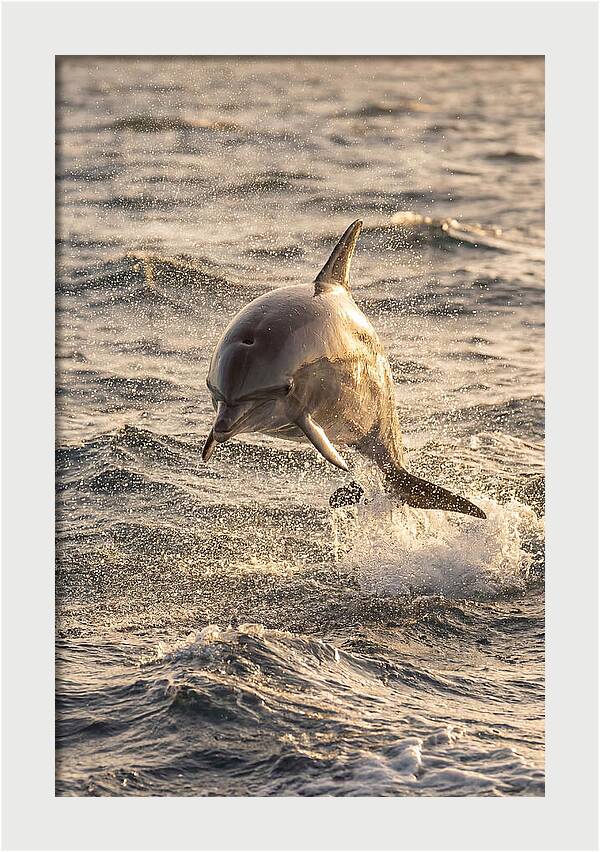 Spinner Dolphin Leaping Through Waves