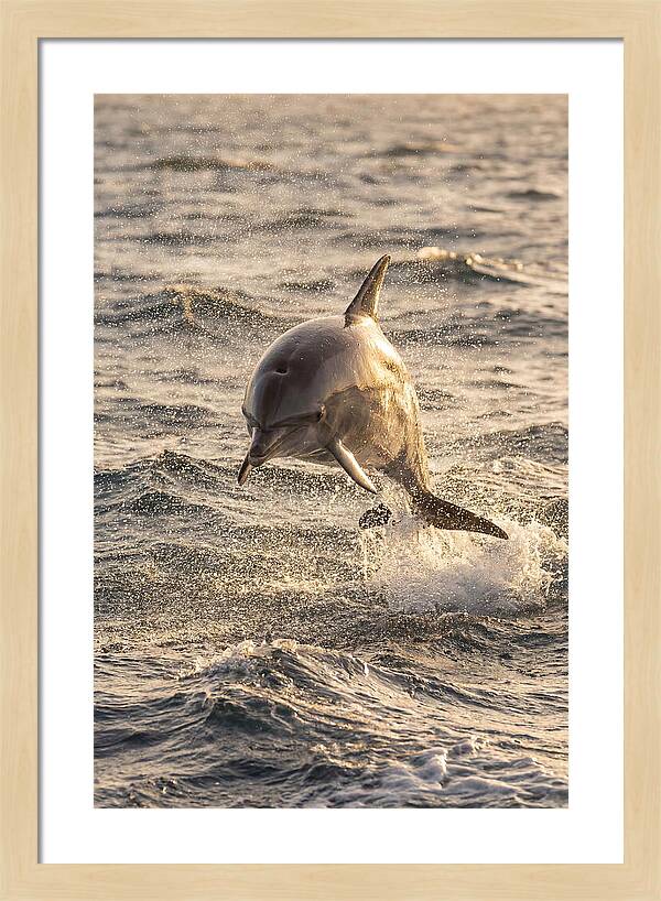 Spinner Dolphin Leaping Through Waves