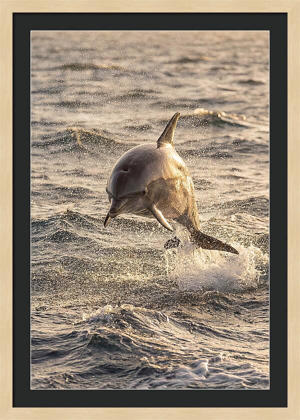 Spinner Dolphin Leaping Through Waves