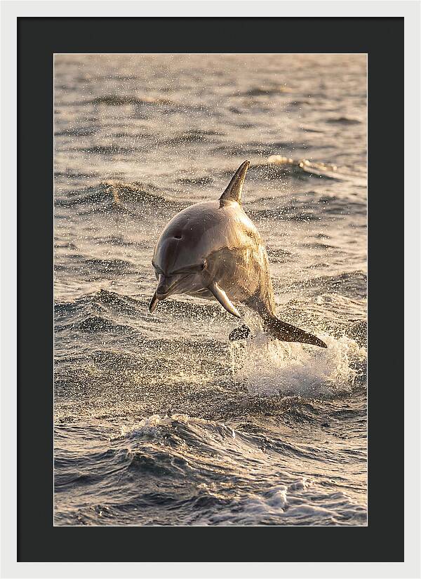 Spinner Dolphin Leaping Through Waves