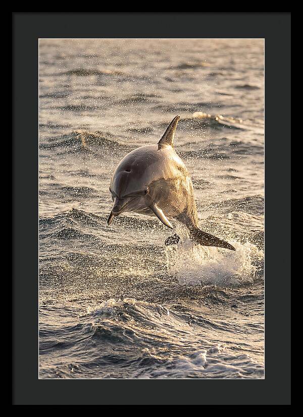 Spinner Dolphin Leaping Through Waves