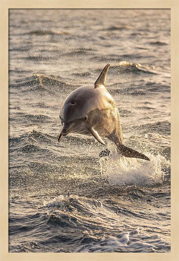 Spinner Dolphin Leaping Through Waves