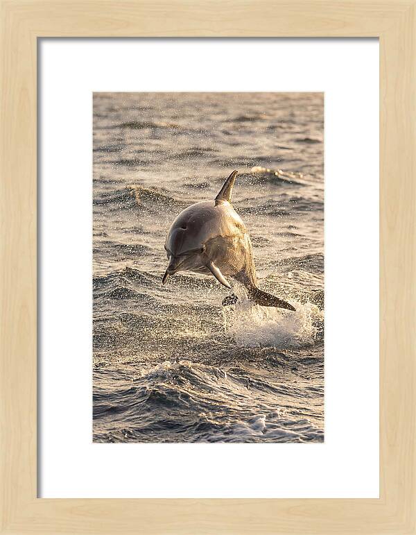 Spinner Dolphin Leaping Through Waves