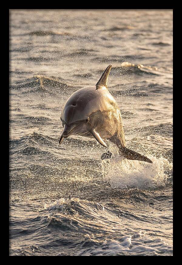 Spinner Dolphin Leaping Through Waves