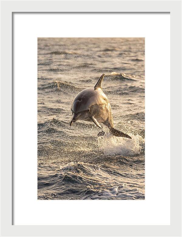 Spinner Dolphin Leaping Through Waves