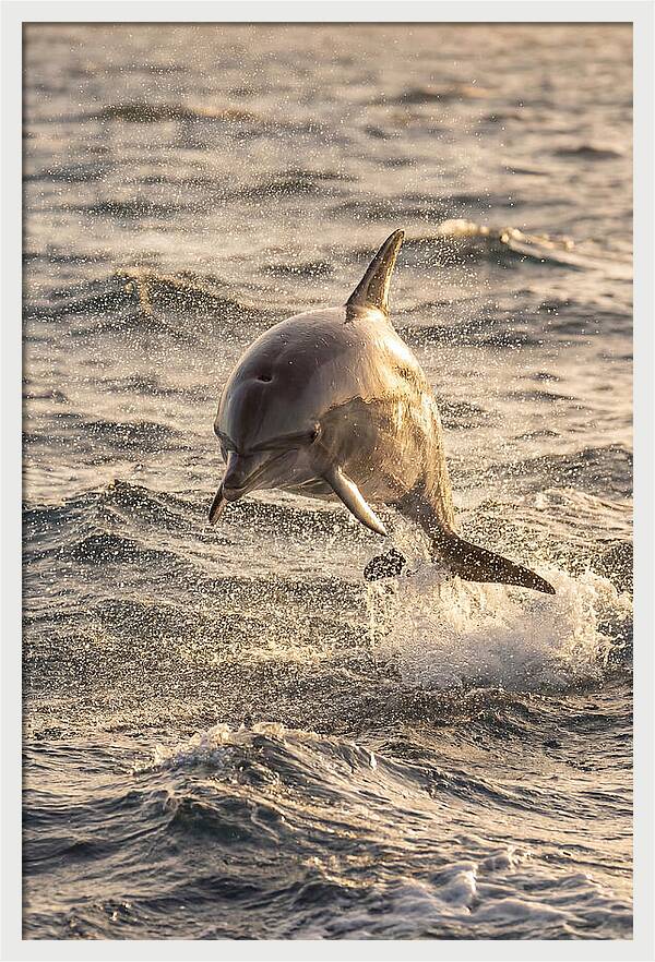 Spinner Dolphin Leaping Through Waves