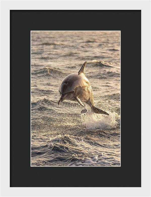 Spinner Dolphin Leaping Through Waves
