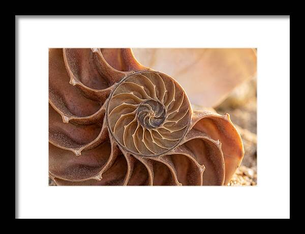 Spiral Shell Elegance