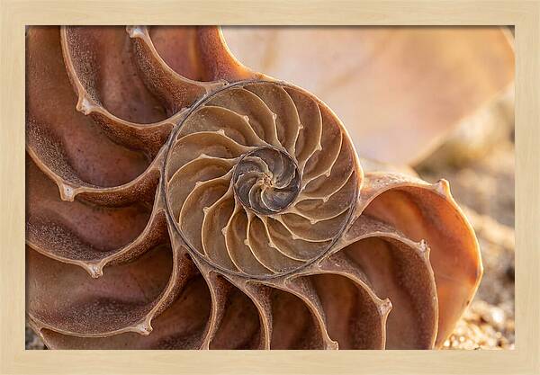 Spiral Shell Elegance