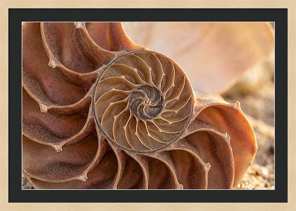 Spiral Shell Elegance