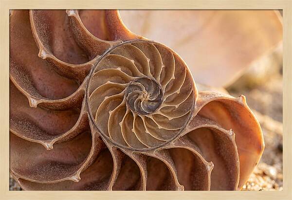 Spiral Shell Elegance