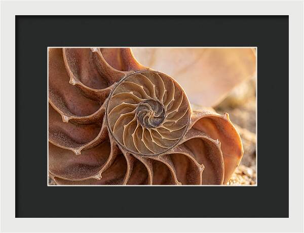 Spiral Shell Elegance