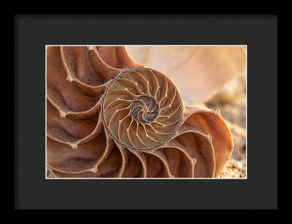 Spiral Shell Elegance