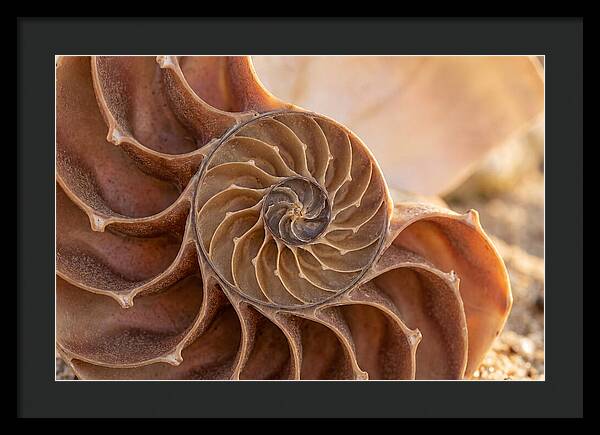 Spiral Shell Elegance