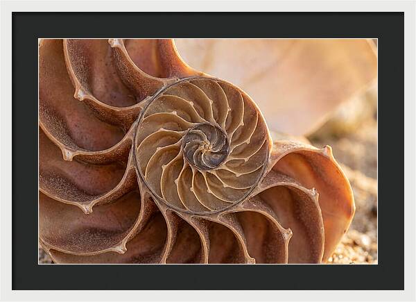 Spiral Shell Elegance