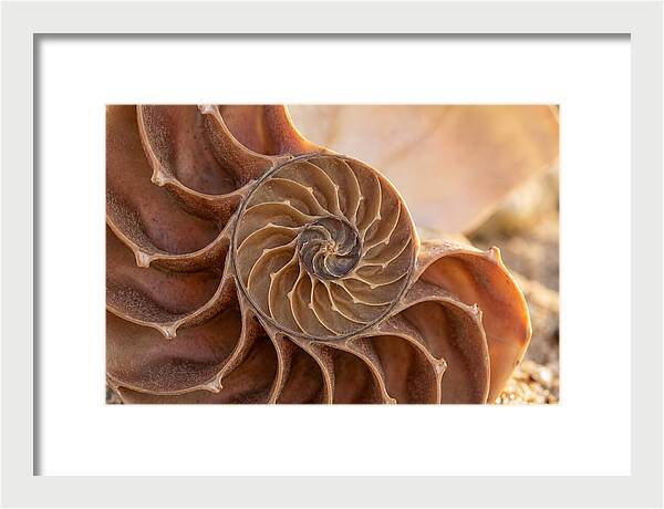 Spiral Shell Elegance