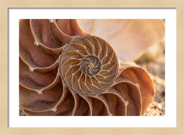 Spiral Shell Elegance