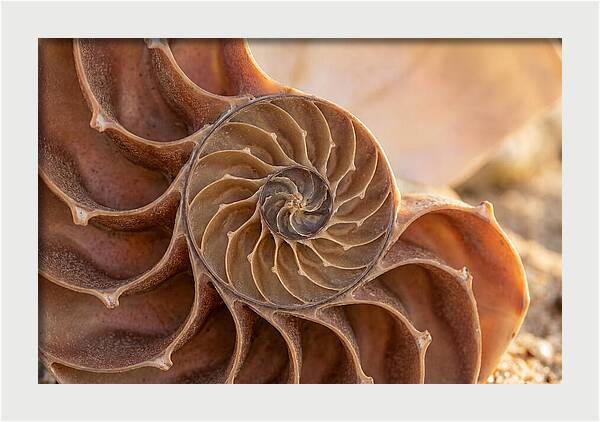 Spiral Shell Elegance