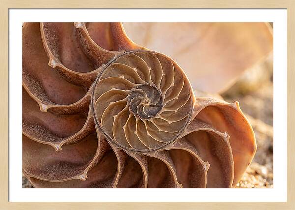 Spiral Shell Elegance
