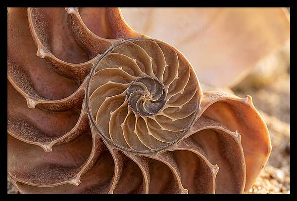 Spiral Shell Elegance