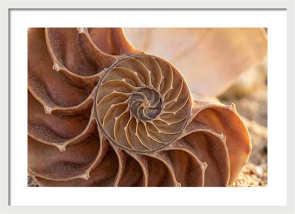 Spiral Shell Elegance