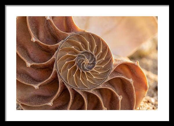 Spiral Shell Elegance