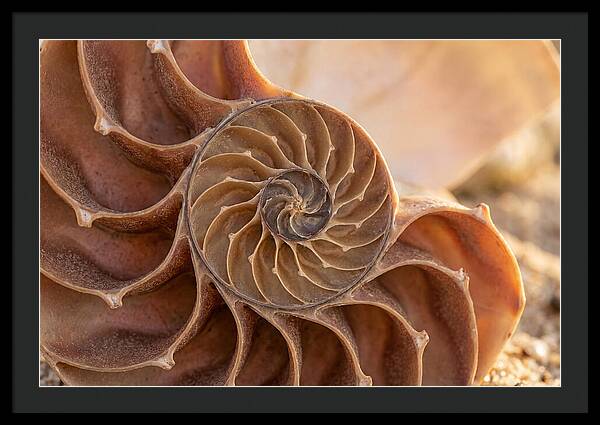 Spiral Shell Elegance
