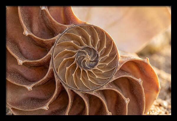 Spiral Shell Elegance