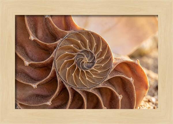 Spiral Shell Elegance