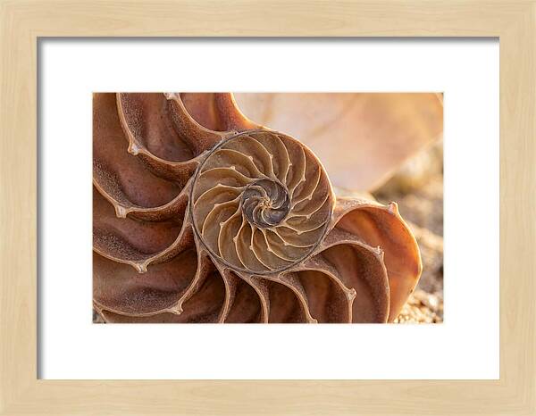 Spiral Shell Elegance