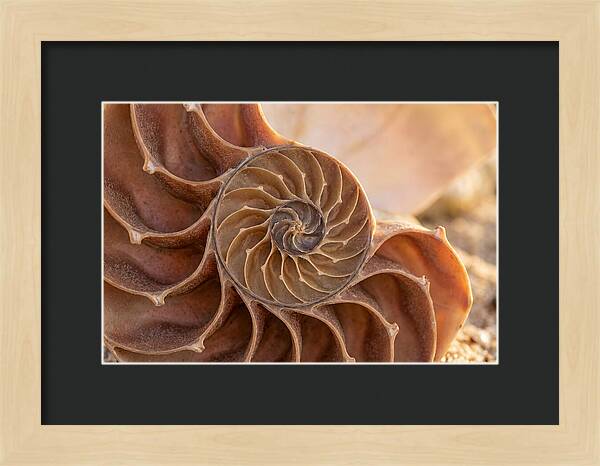 Spiral Shell Elegance