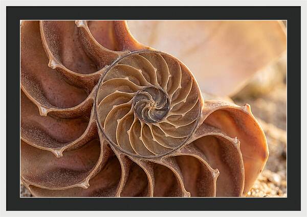 Spiral Shell Elegance
