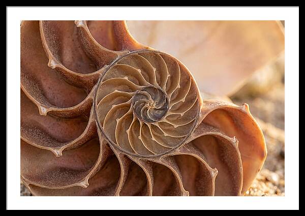 Spiral Shell Elegance