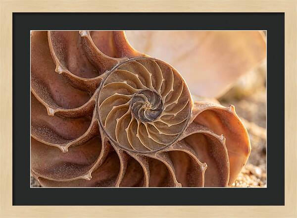 Spiral Shell Elegance