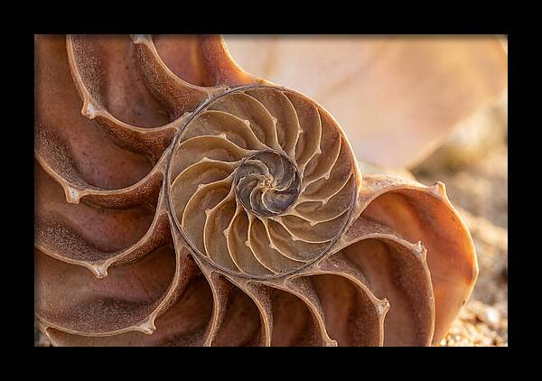 Spiral Shell Elegance