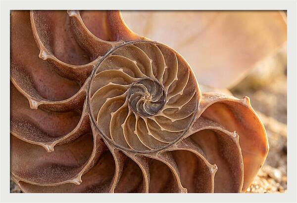 Spiral Shell Elegance