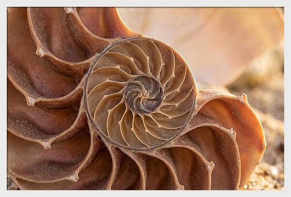Spiral Shell Elegance