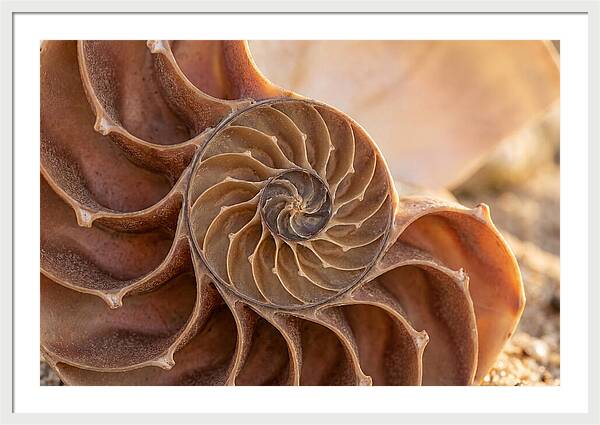 Spiral Shell Elegance