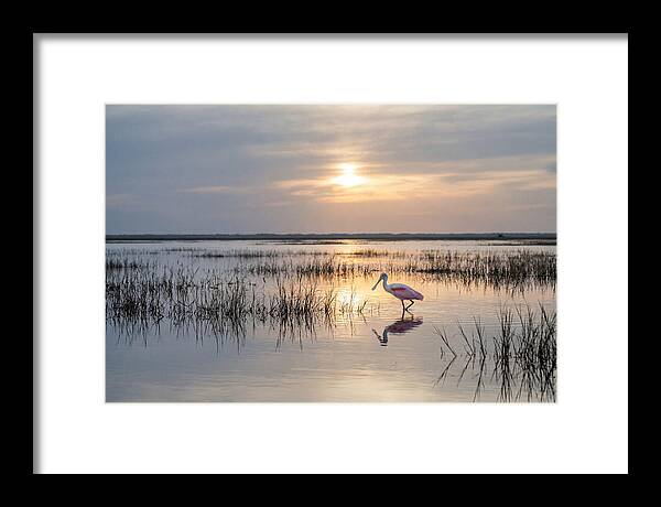 Spoonbill Wading In Golden Marsh